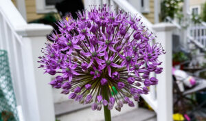 Somerville porch flower. Photo by Jason Pramas. Copyright 2022 Jason Pramas.